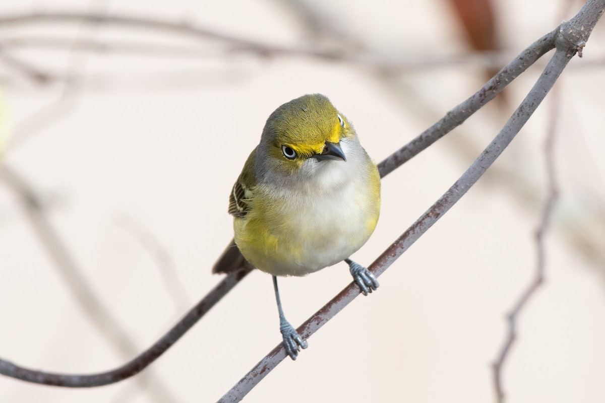 White-eyed Vireo - ML320925861