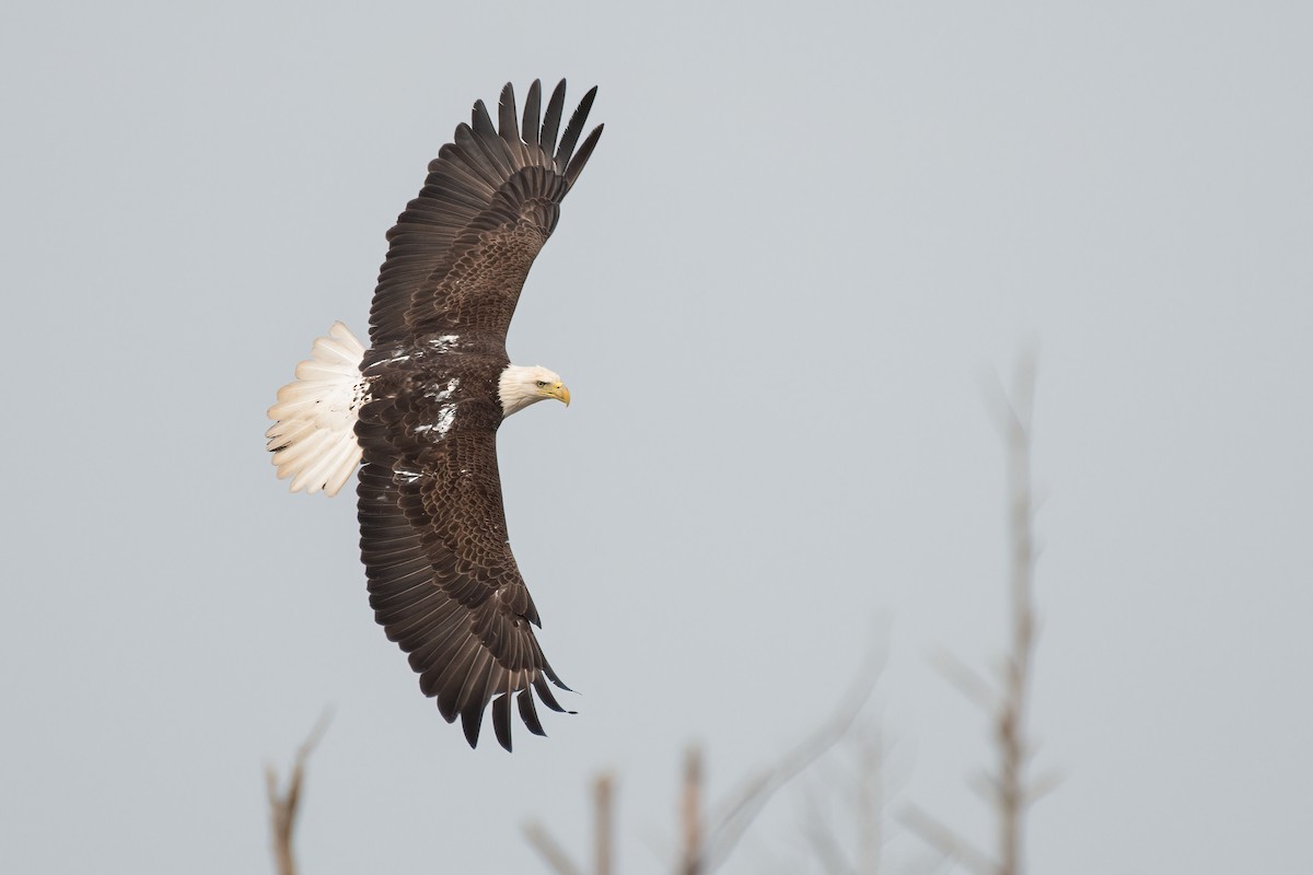 Bald Eagle - ML320925911