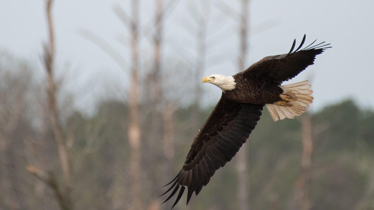 Bald Eagle - ML320925981