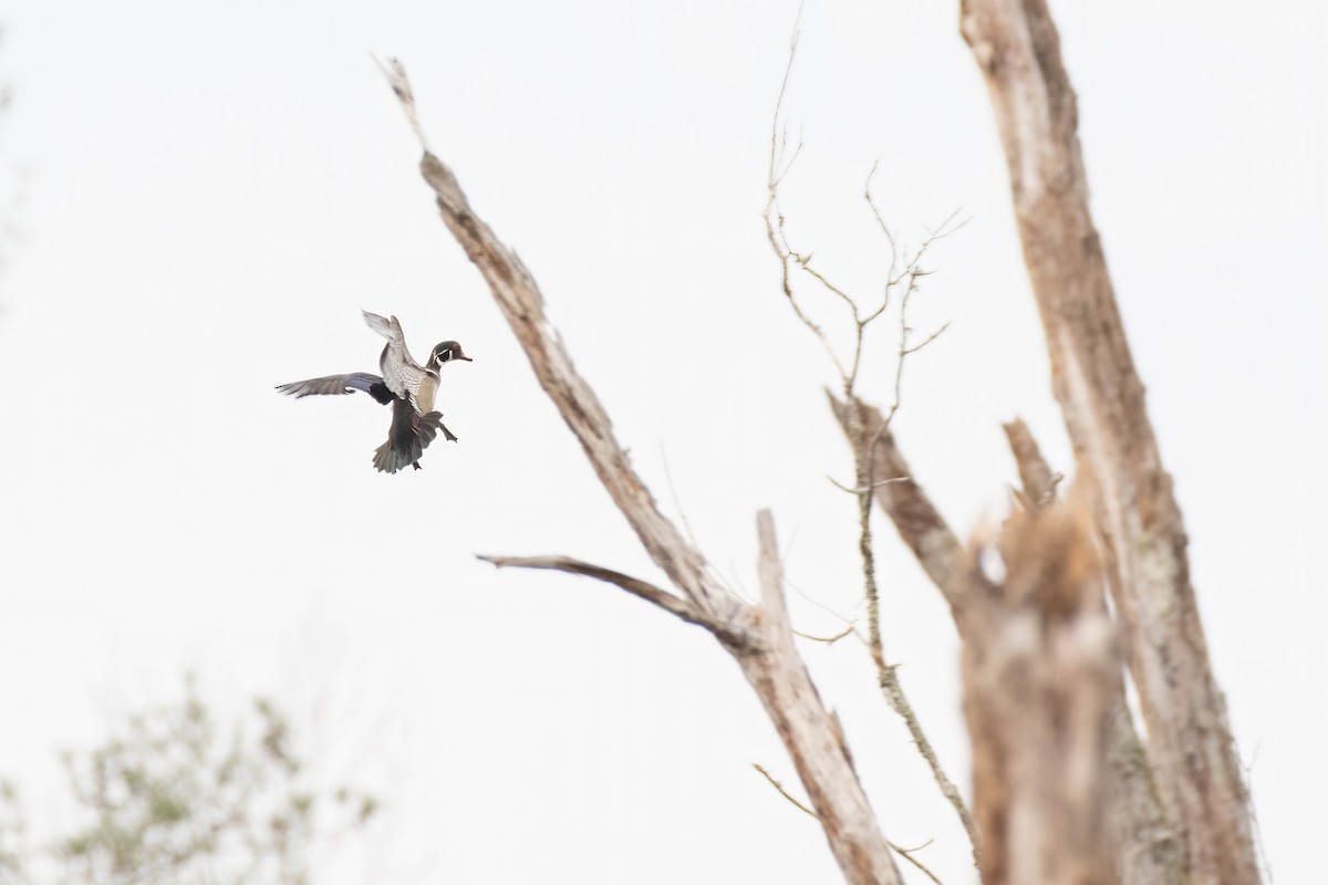 Wood Duck - ML320926081