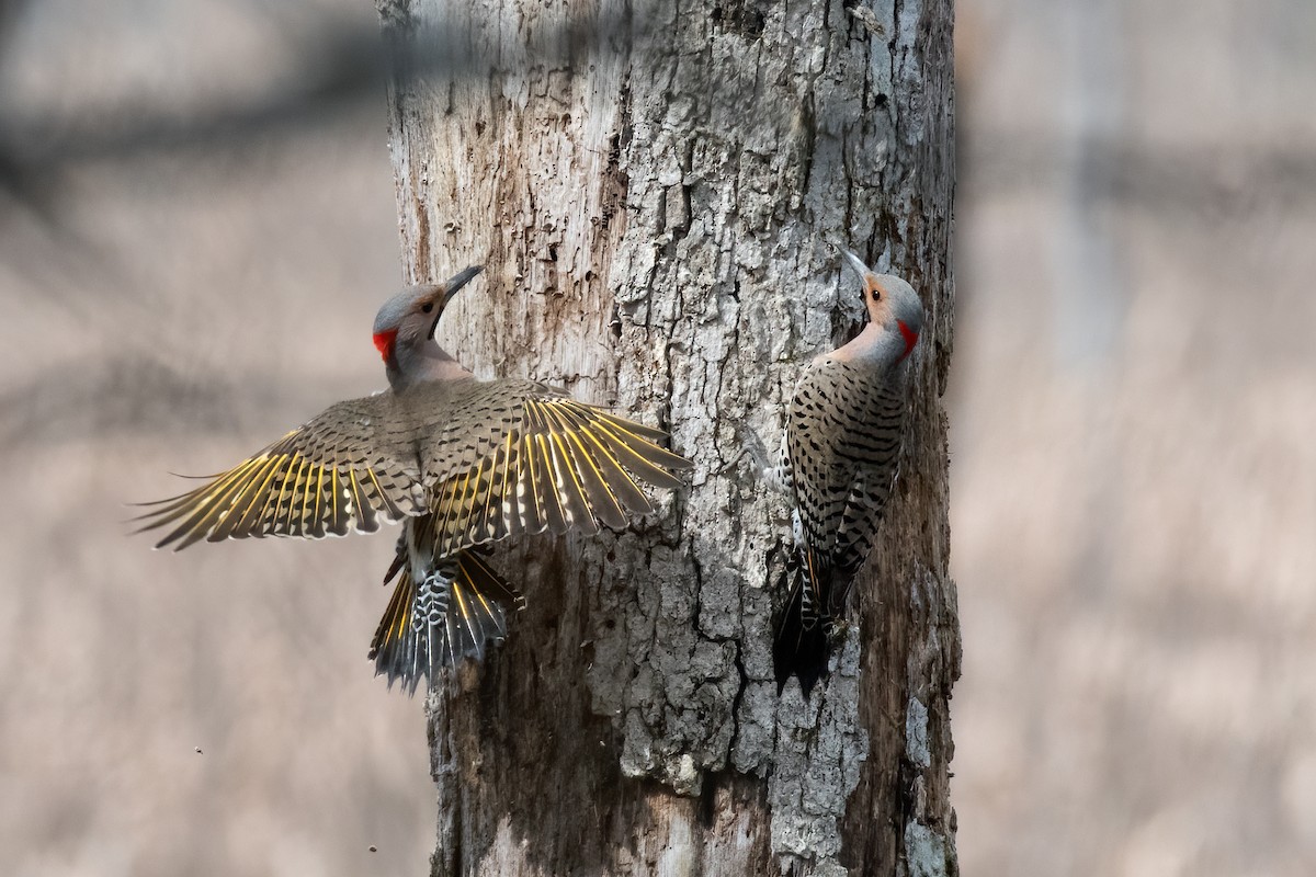 Northern Flicker - ML320926091