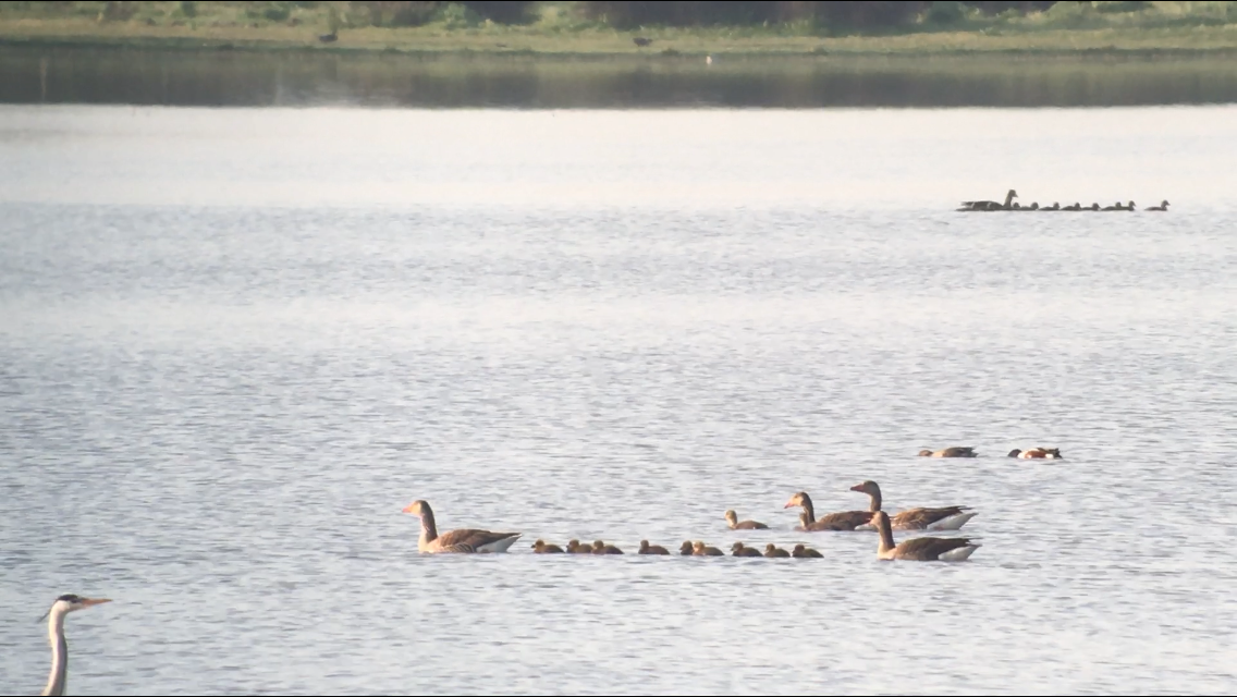 Graylag Goose - ML320926111