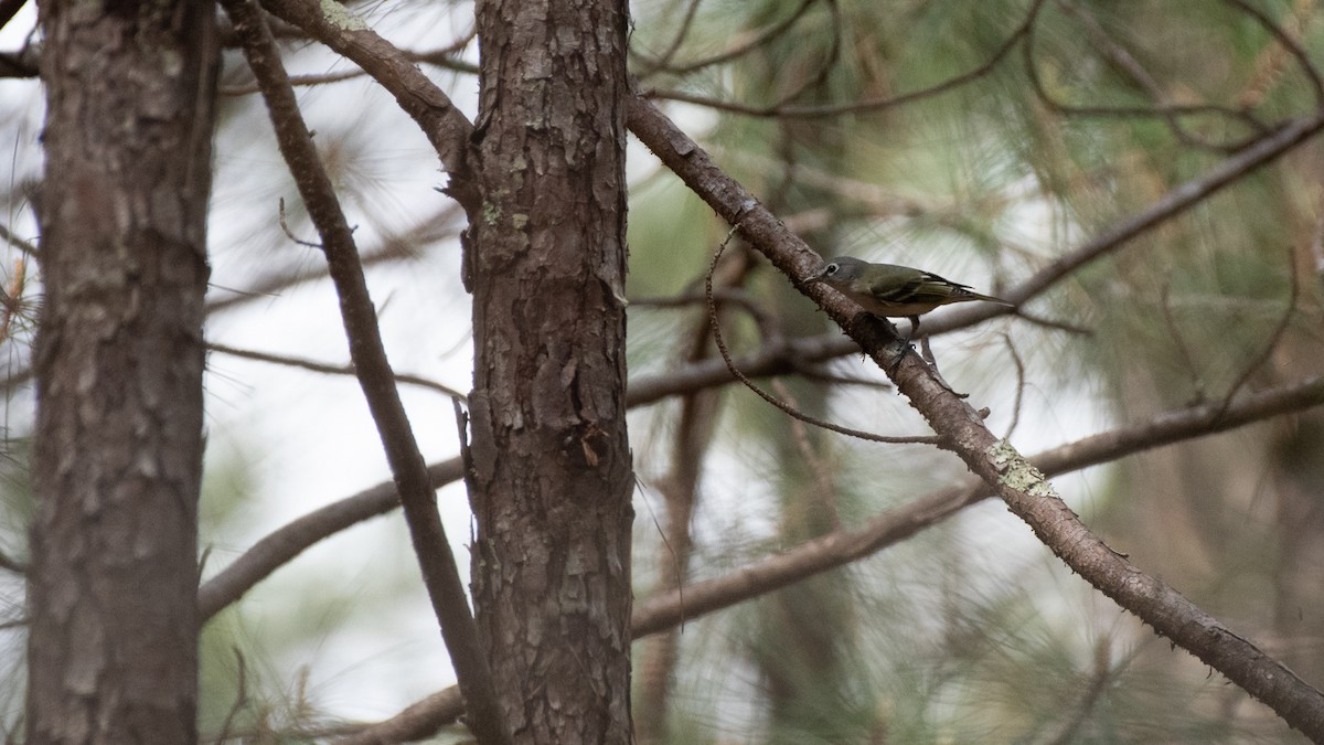Blue-headed Vireo - ML320926141