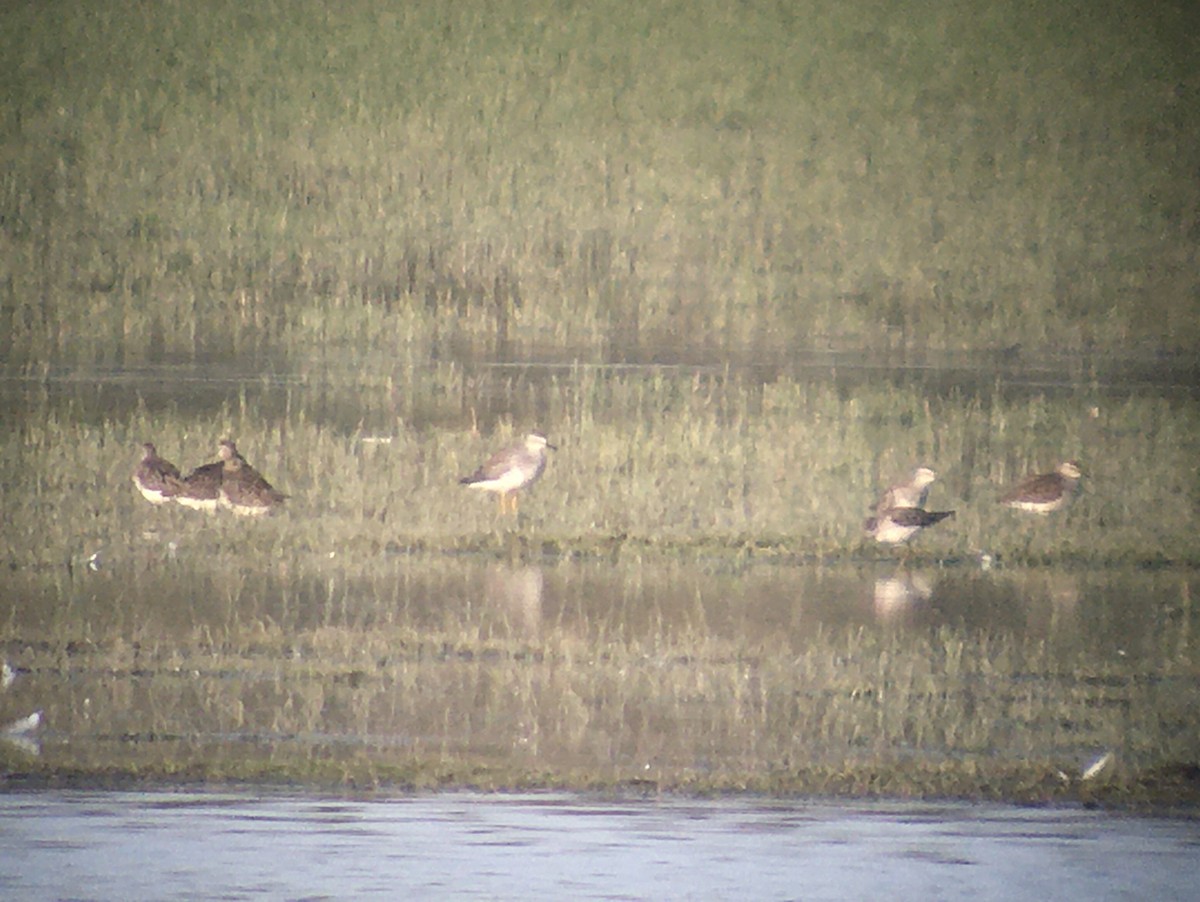 Lesser Yellowlegs - ML320926161