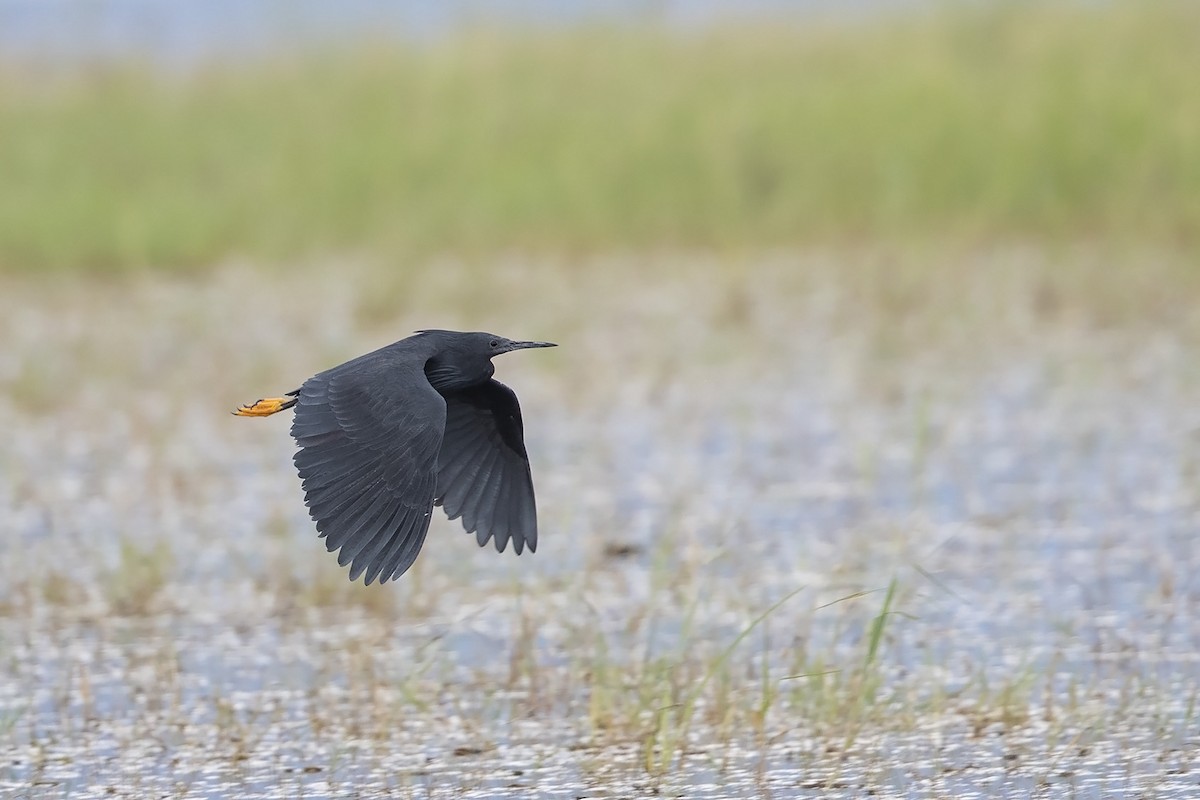 Black Heron - ML320926521