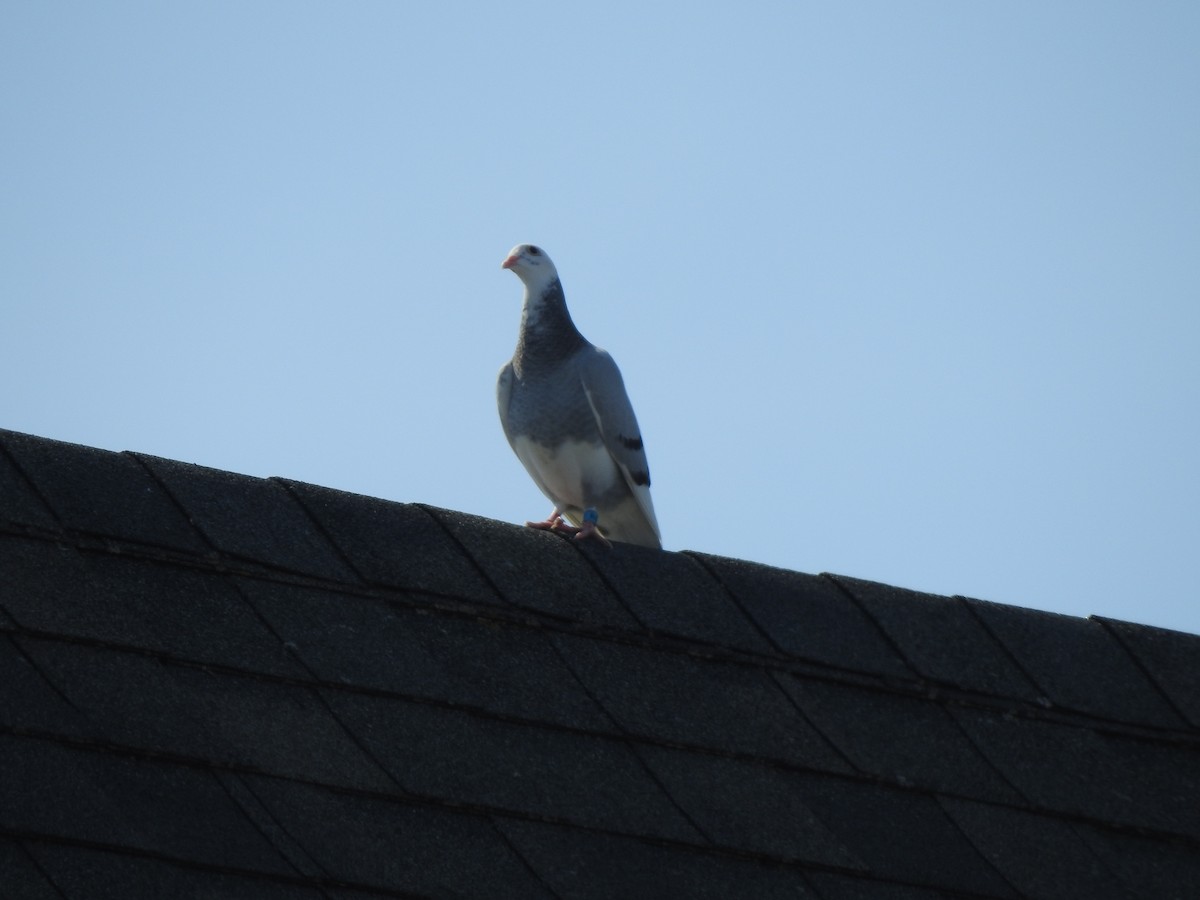 Pigeon biset (forme domestique) - ML320930021