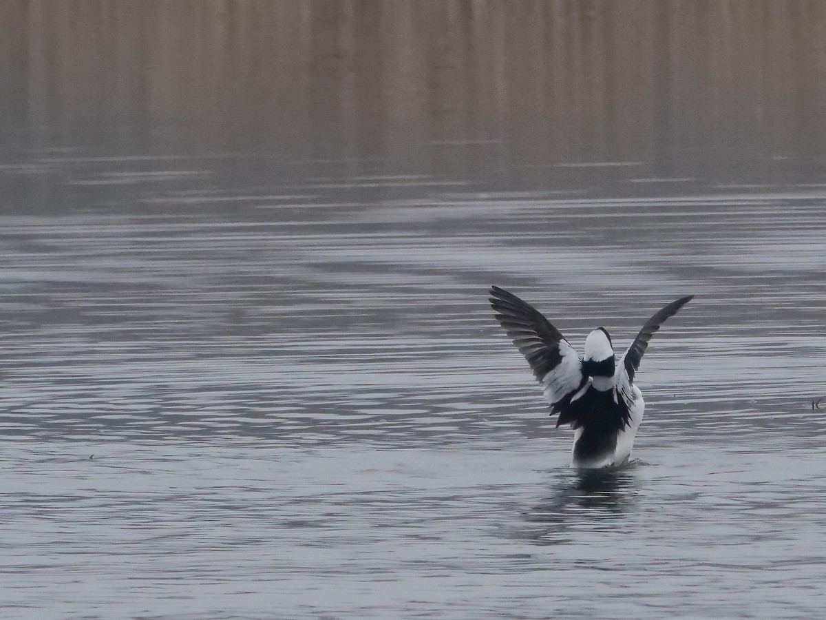 Bufflehead - ML320930111