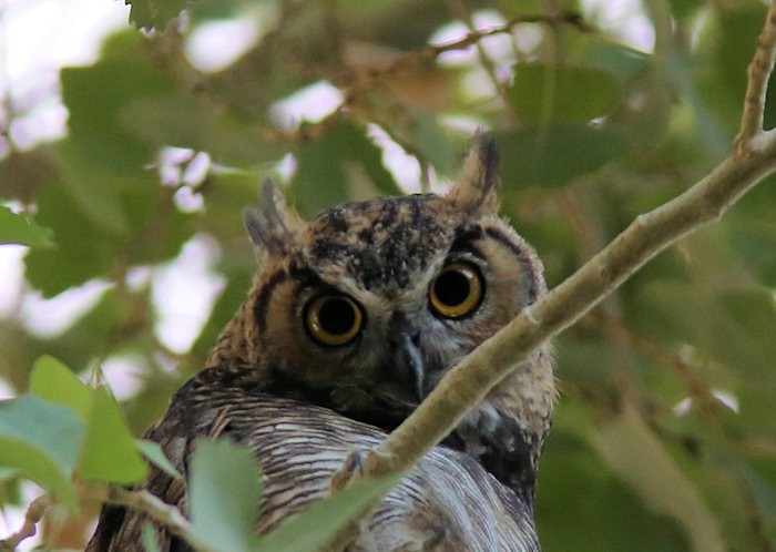 Great Horned Owl - ML32093021