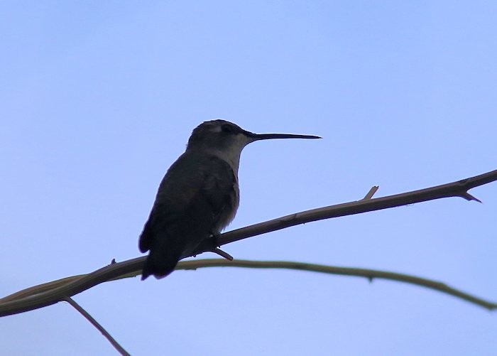 Black-chinned Hummingbird - ML32093041