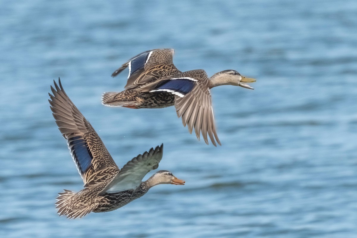Mexican x Mottled Duck (hybrid) - Frank Farese