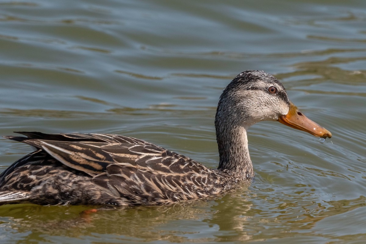 Mexican x Mottled Duck (hybrid) - Frank Farese