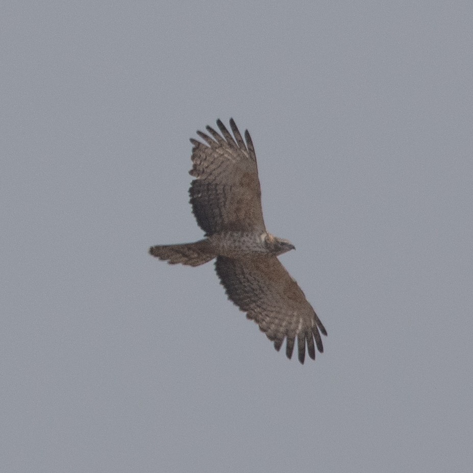 Oriental Honey-buzzard - ML320932461