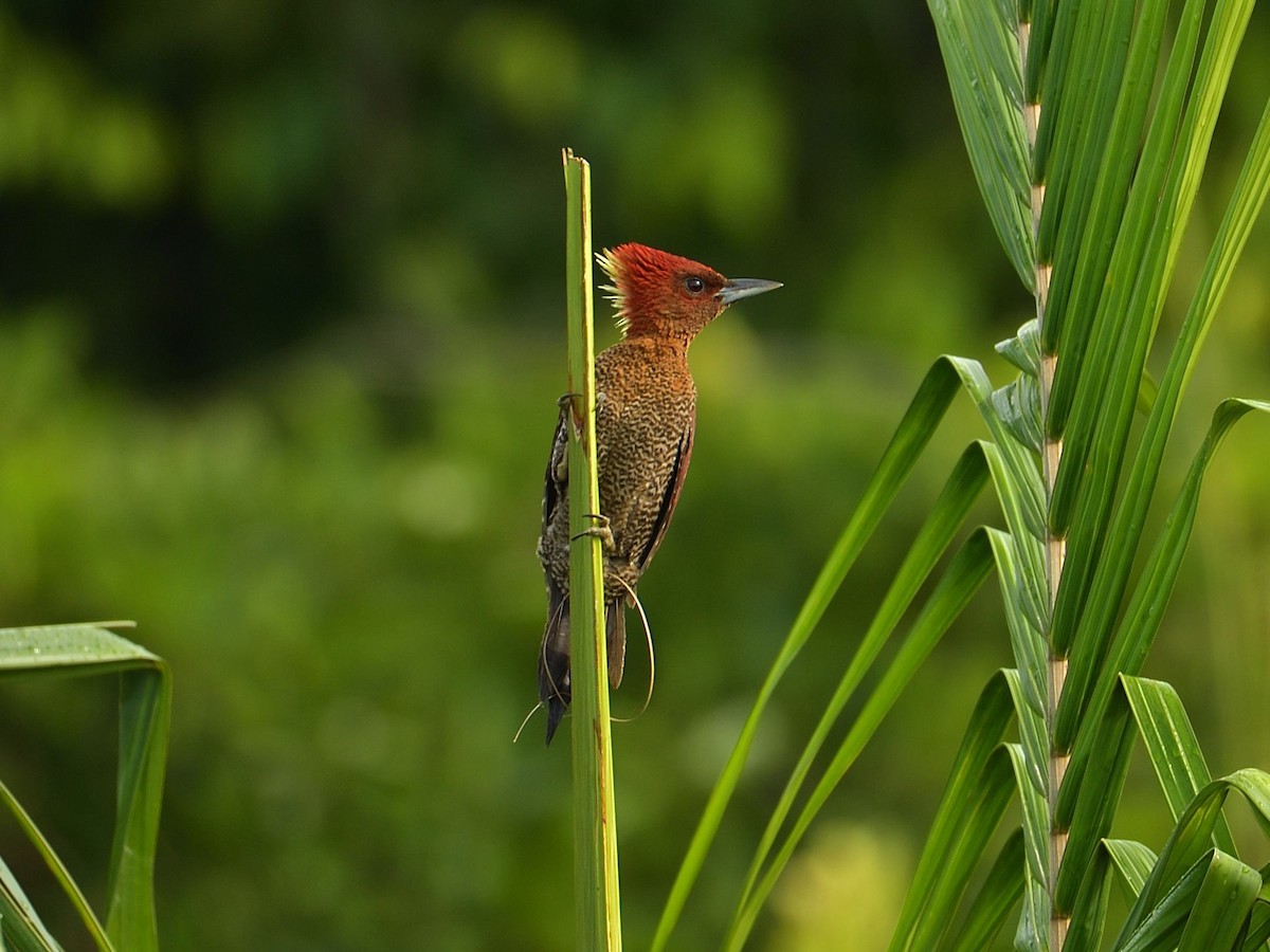 Banded Woodpecker - ML320932561