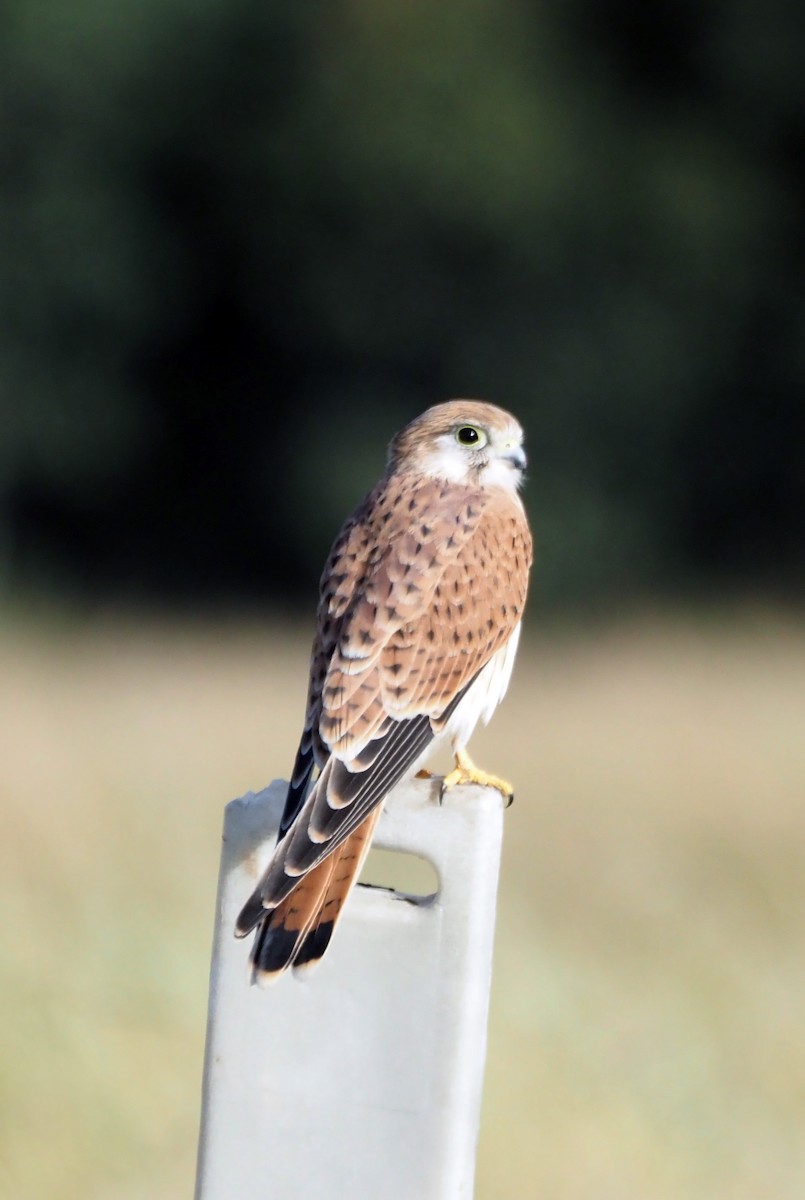 Nankeen Kestrel - Steve Law