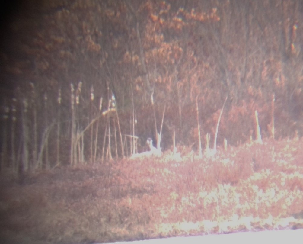 Sandhill Crane - ML320936411