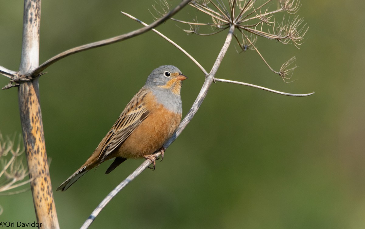 Cretzschmar's Bunting - Ori Davidor