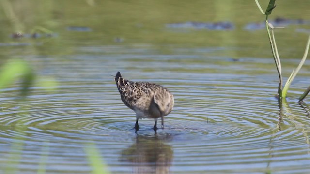 Бэрдов песочник - ML320939871