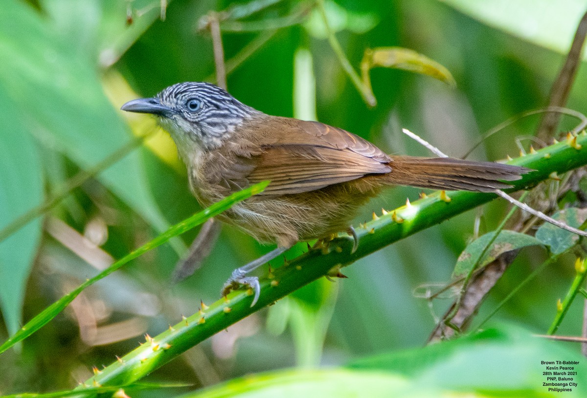 Brown Tit-Babbler - Kevin Pearce