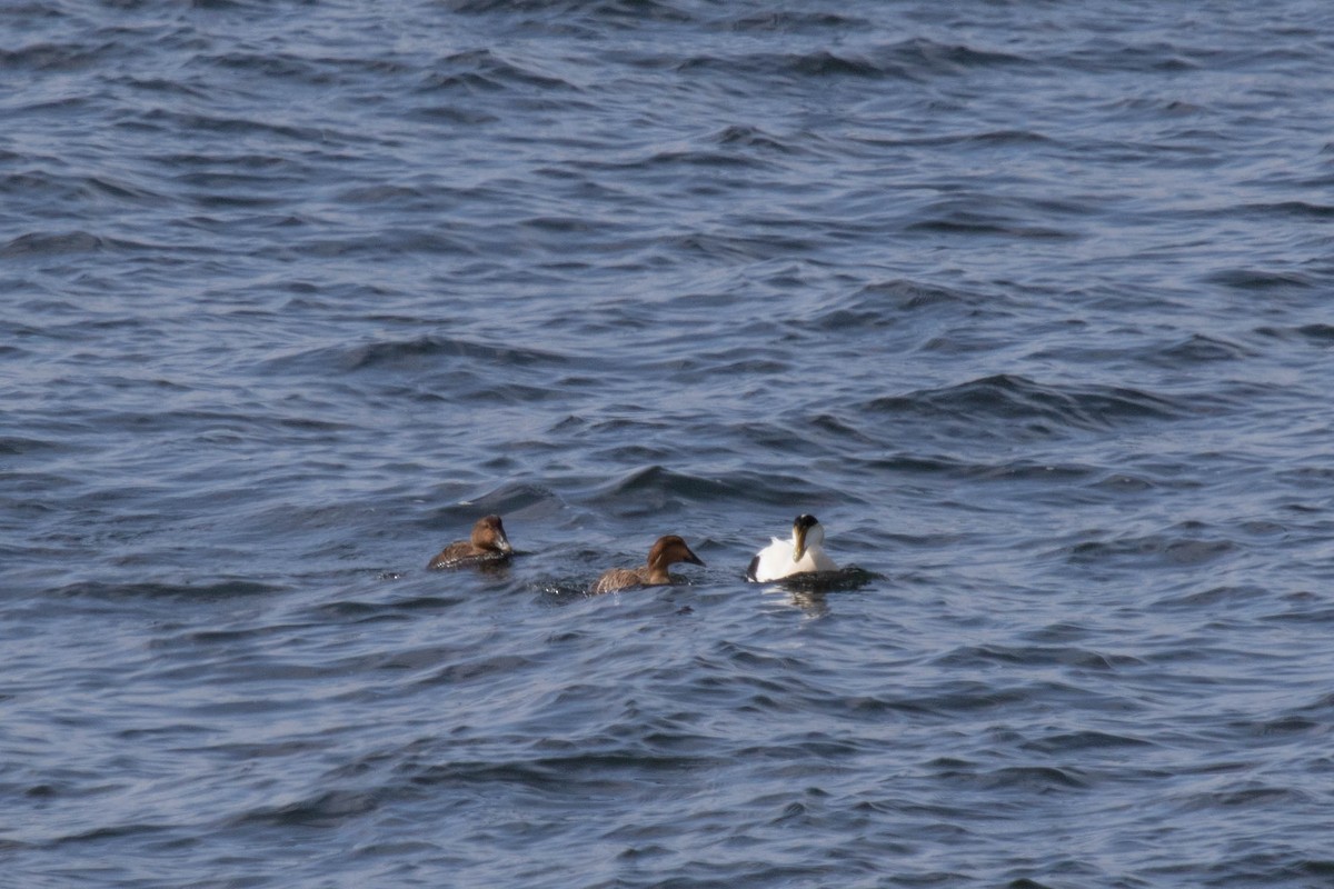 Common Eider - David McCorquodale