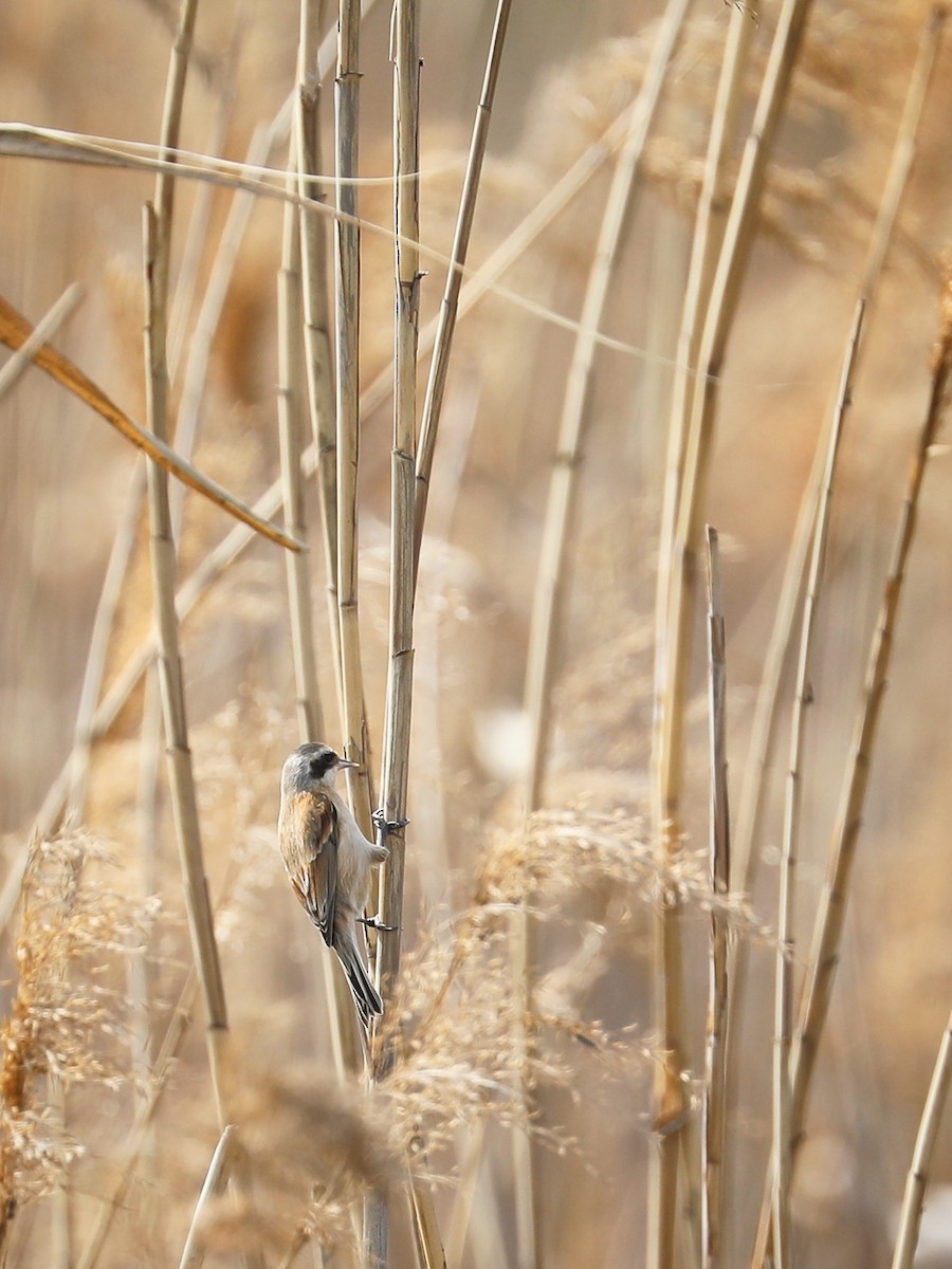 Chinese Penduline-Tit - Matthias Alberti