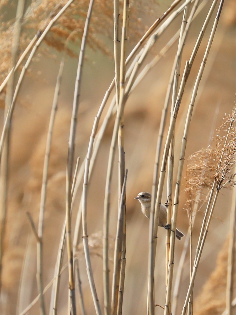 Chinese Penduline-Tit - Matthias Alberti