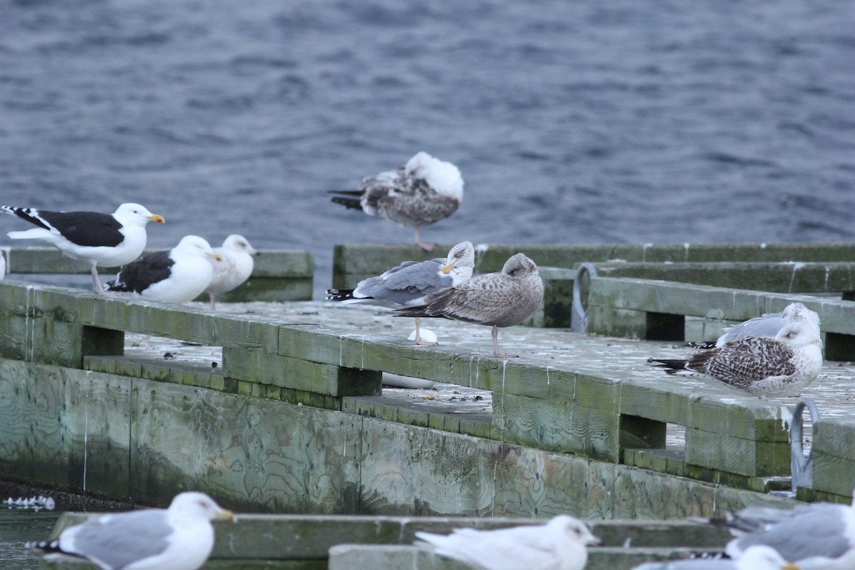 Herring x Lesser Black-backed Gull (hybrid) - ML320945141