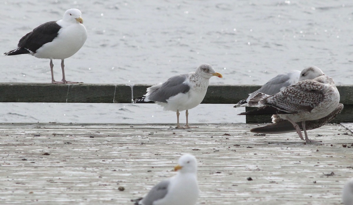 Herring x Lesser Black-backed Gull (hybrid) - ML320945151