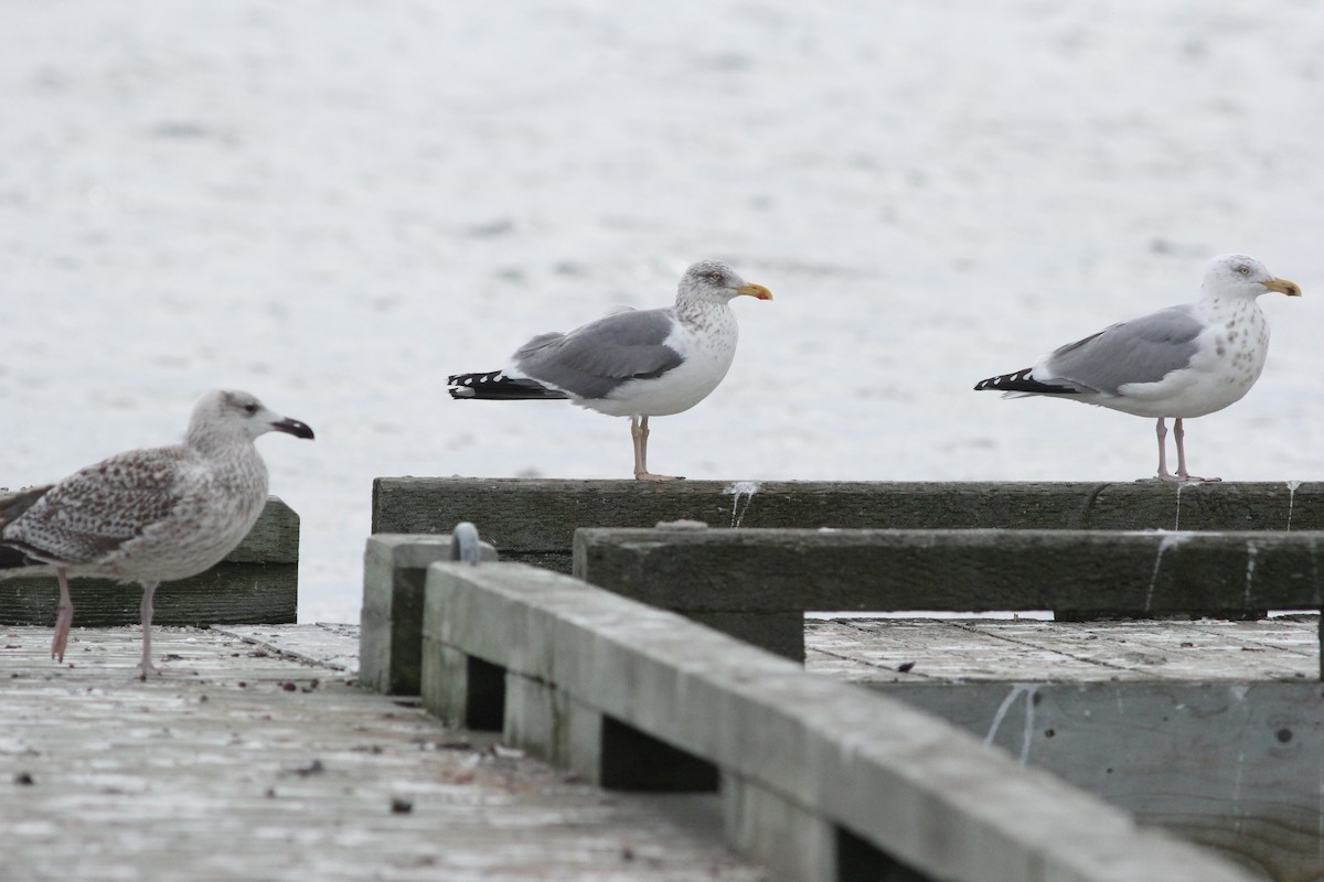 Herring x Lesser Black-backed Gull (hybrid) - ML320945181