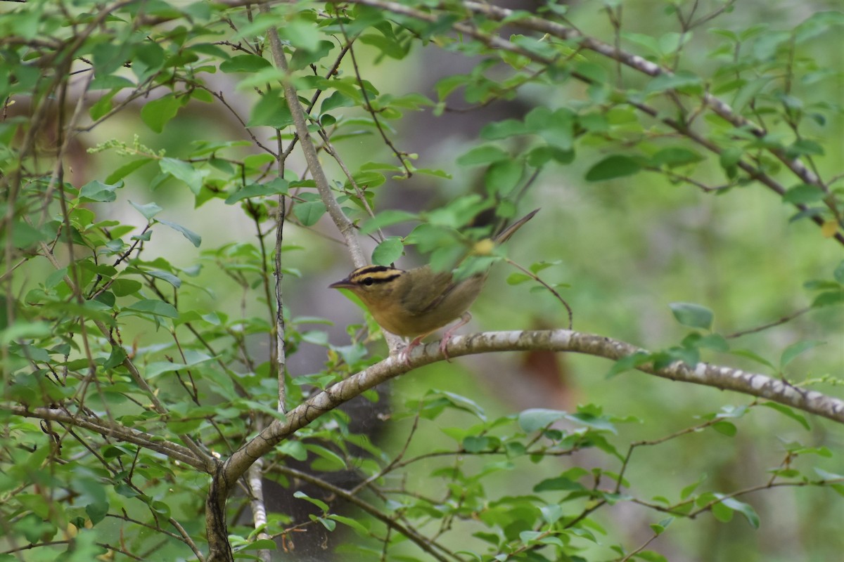 Worm-eating Warbler - ML320946251