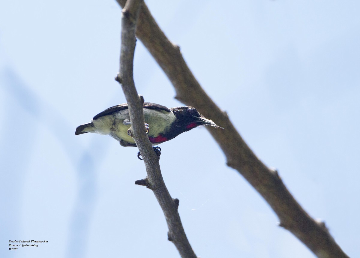 Scarlet-collared Flowerpecker - ML320946551