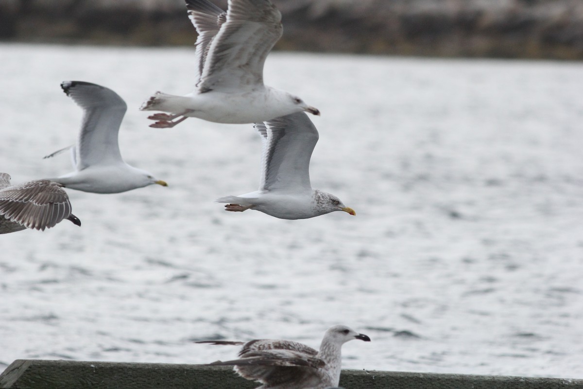 Herring x Lesser Black-backed Gull (hybrid) - ML320946611