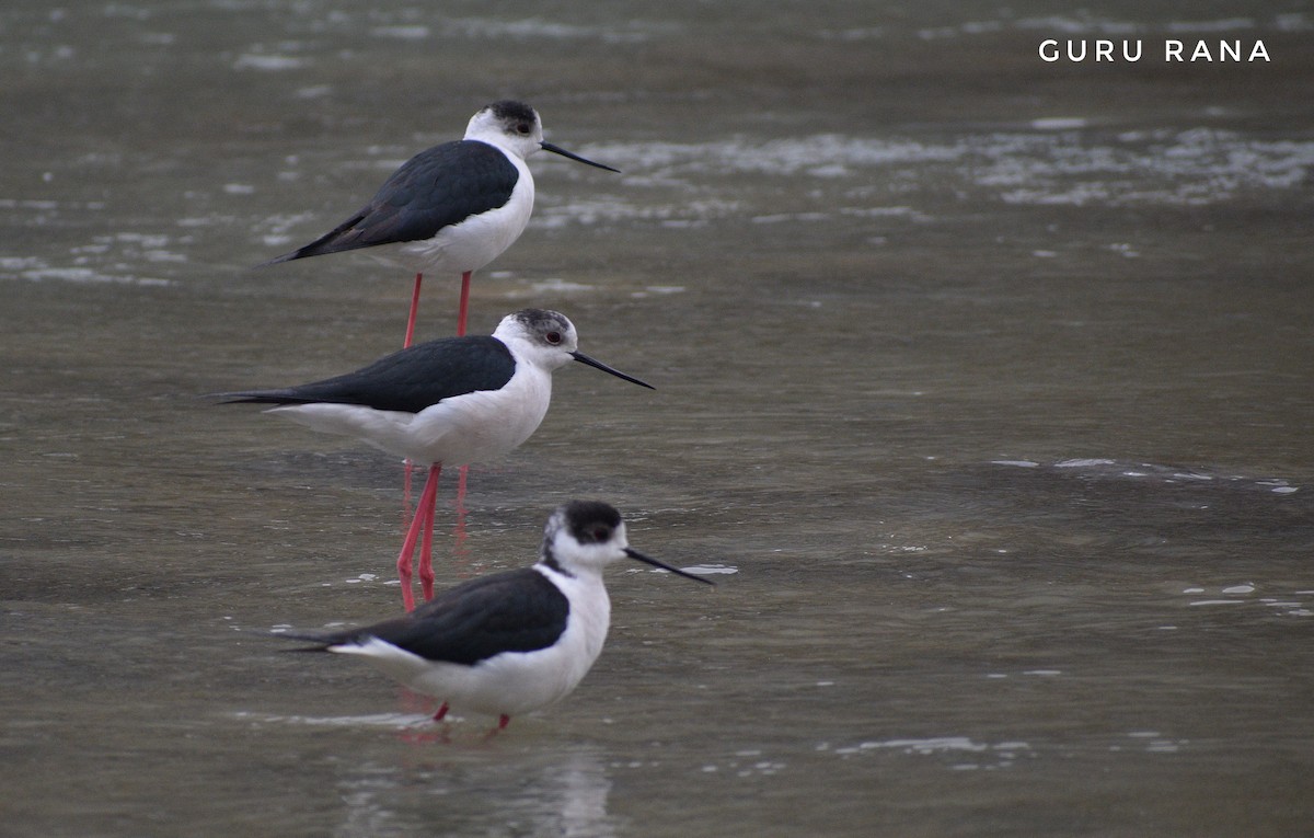 Black-winged Stilt - ML320948061