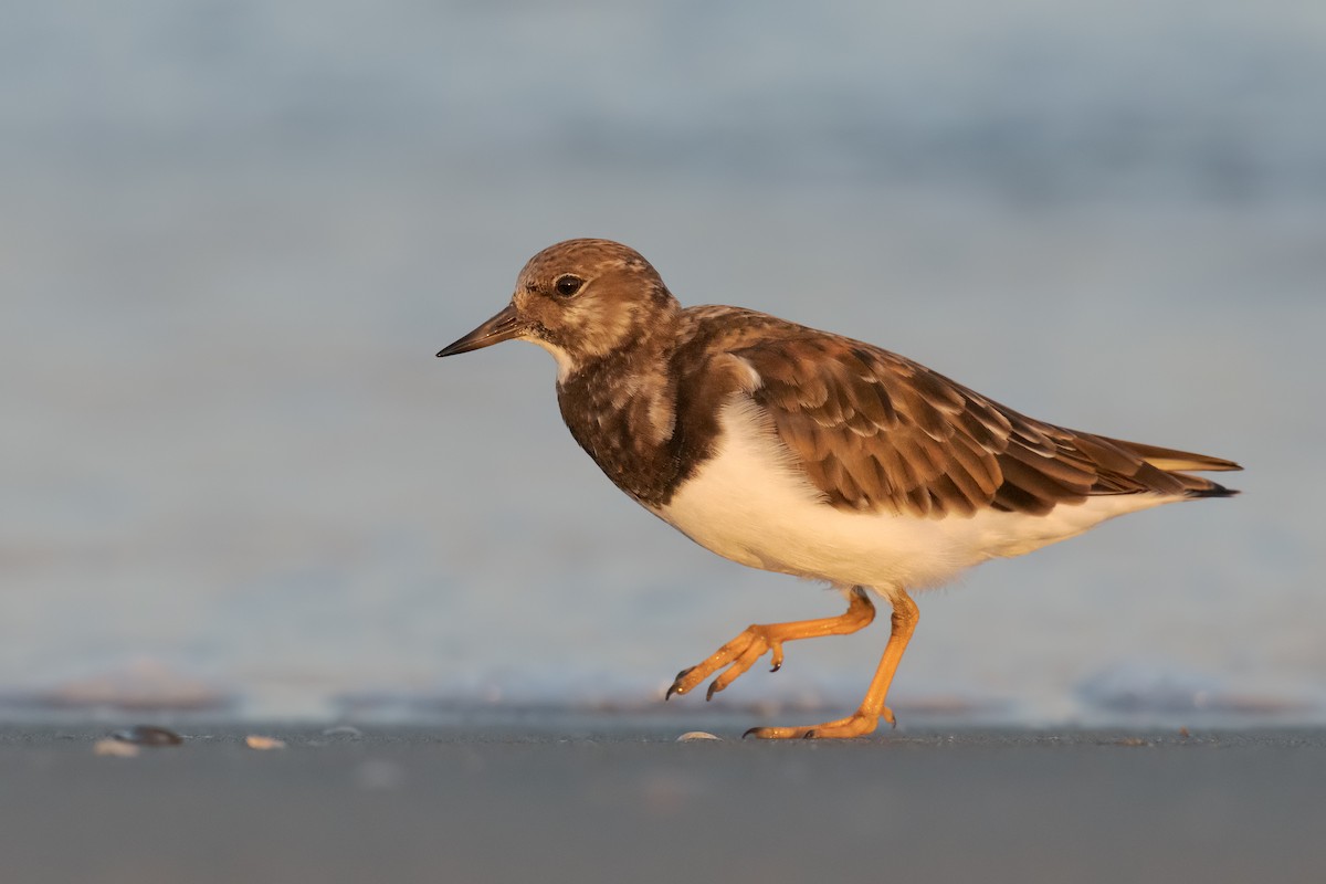 Ruddy Turnstone - ML320949001