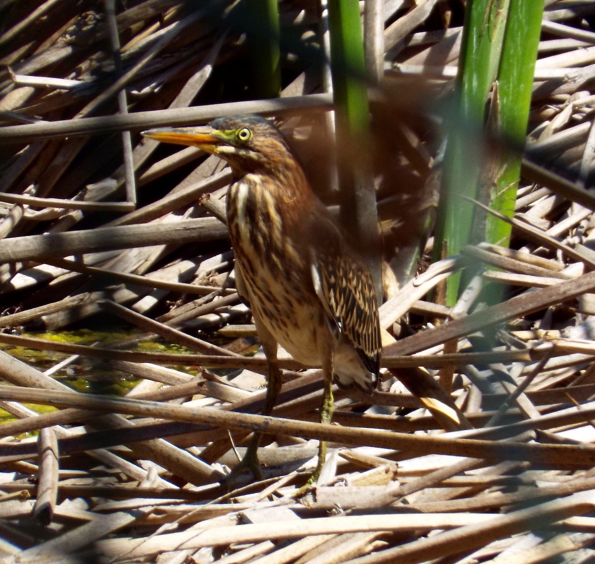 Green Heron - Johnny Galt