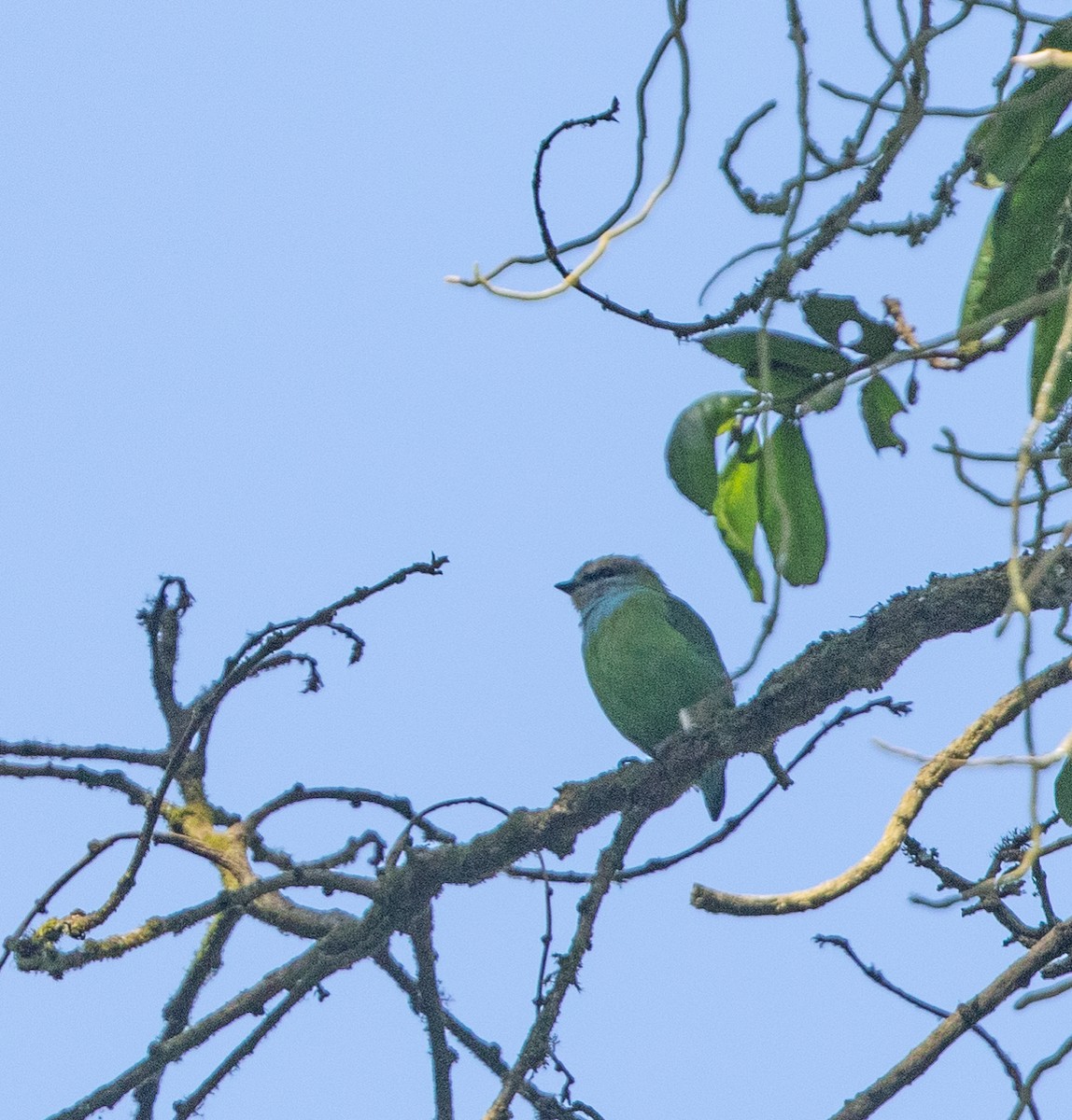 Grauer's Broadbill - ML320950821