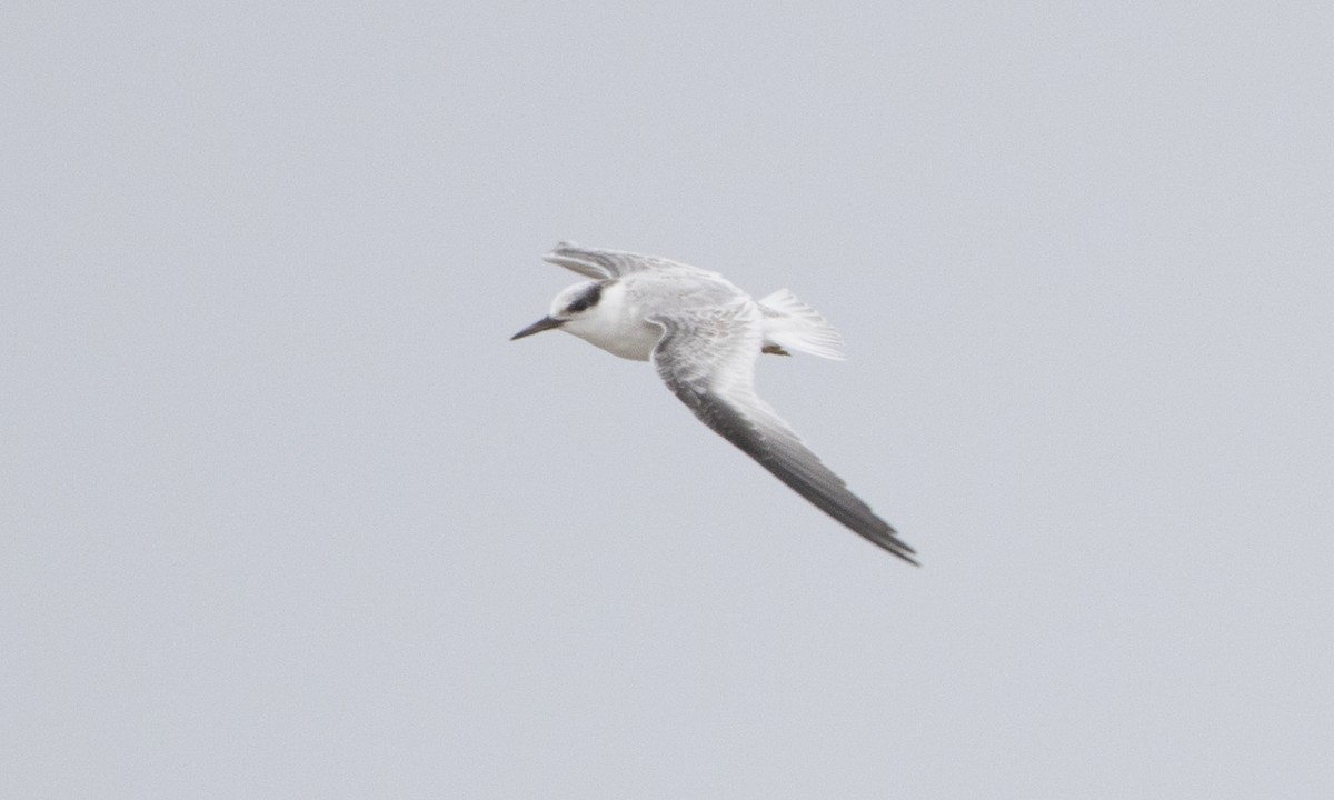 Least Tern - ML32095091