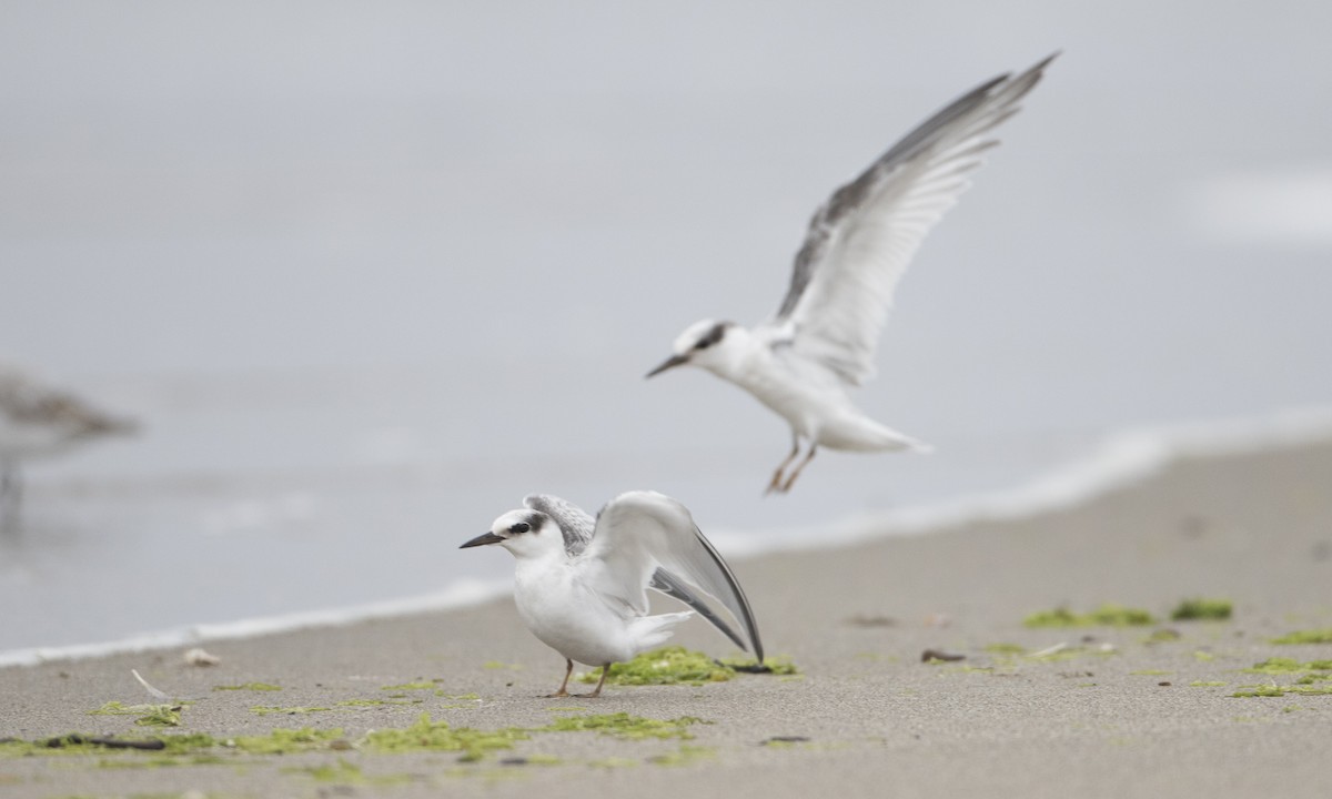 Least Tern - ML32095111