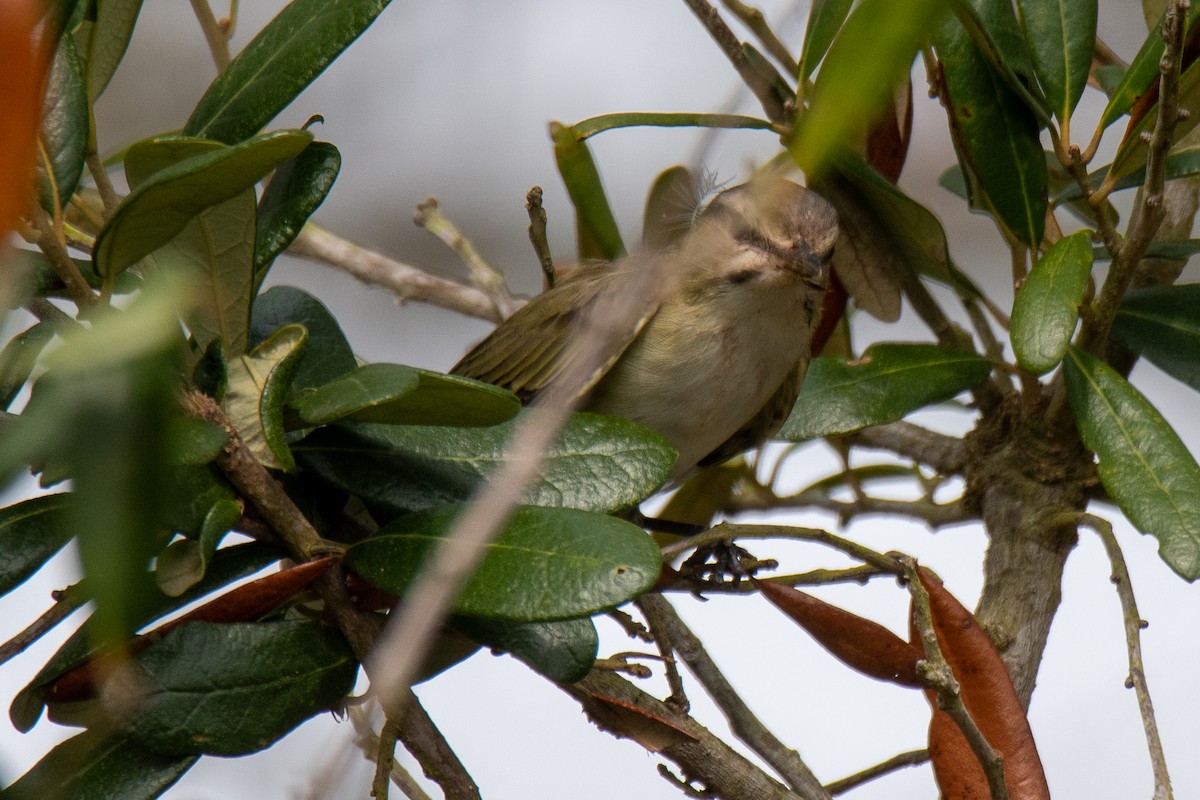 Vireo Bigotudo - ML320951131