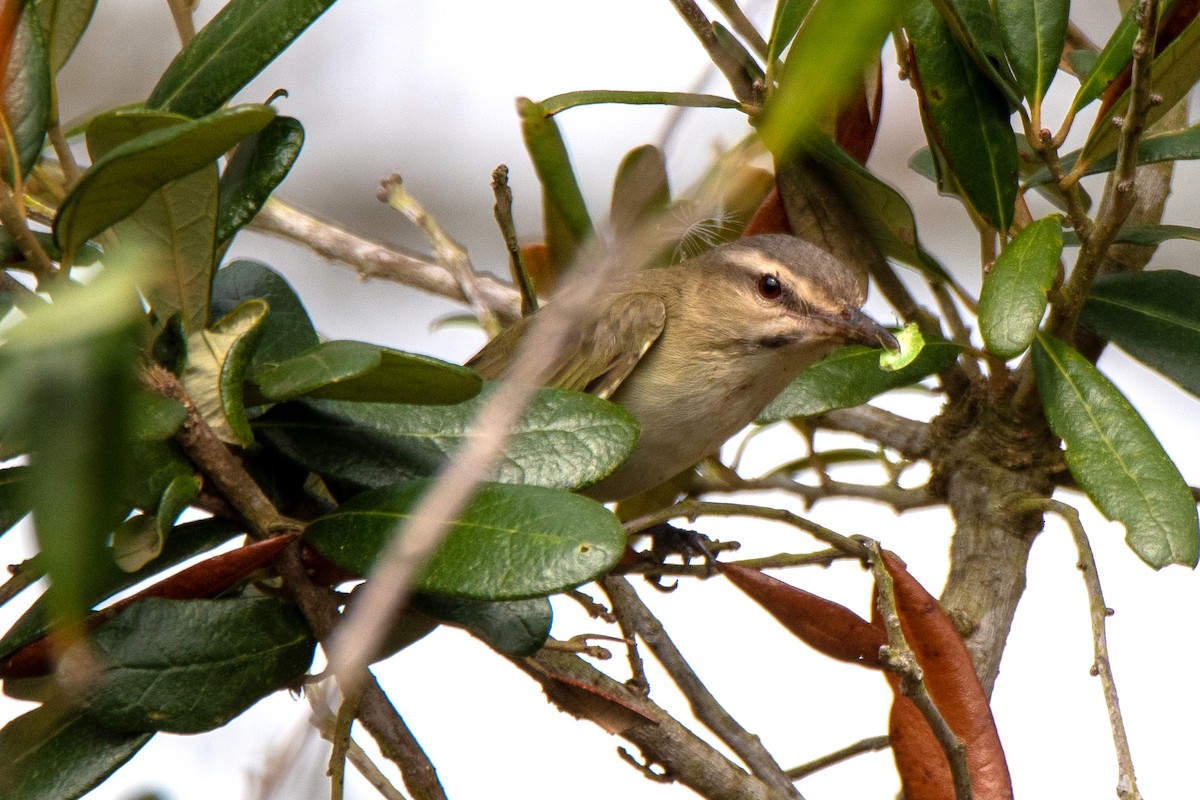 Black-whiskered Vireo - ML320951161