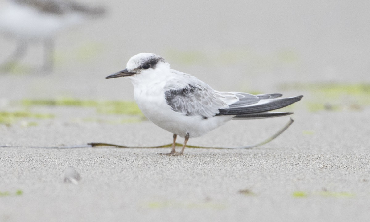 Least Tern - ML32095121