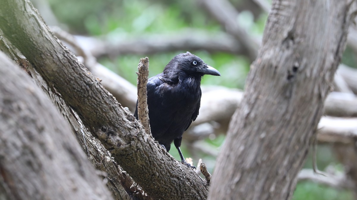 Forest Raven - ML320951251