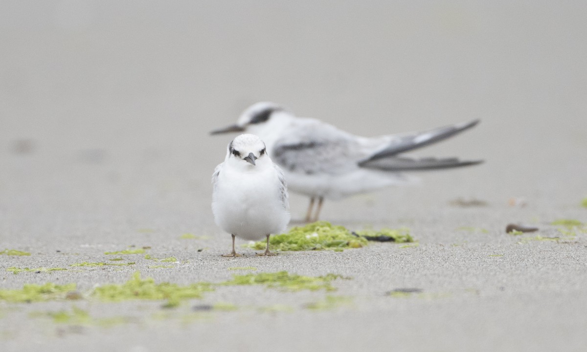 Least Tern - Brian Sullivan