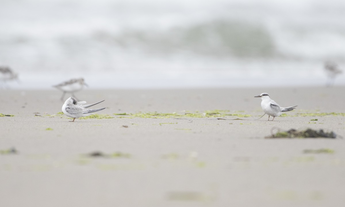 Least Tern - Brian Sullivan