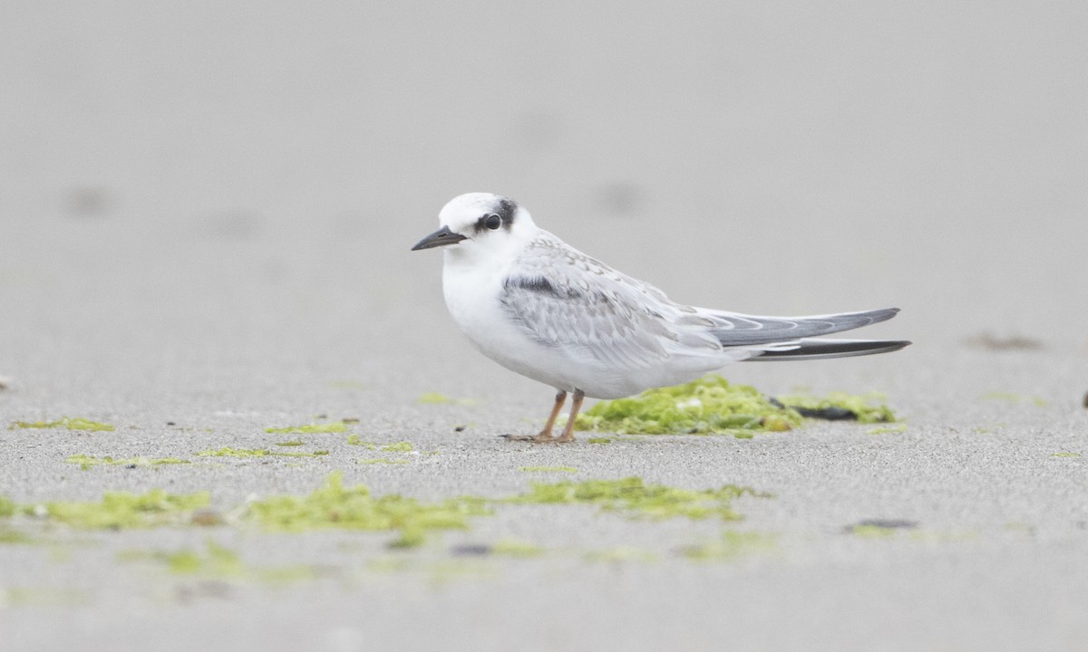 Least Tern - ML32095151