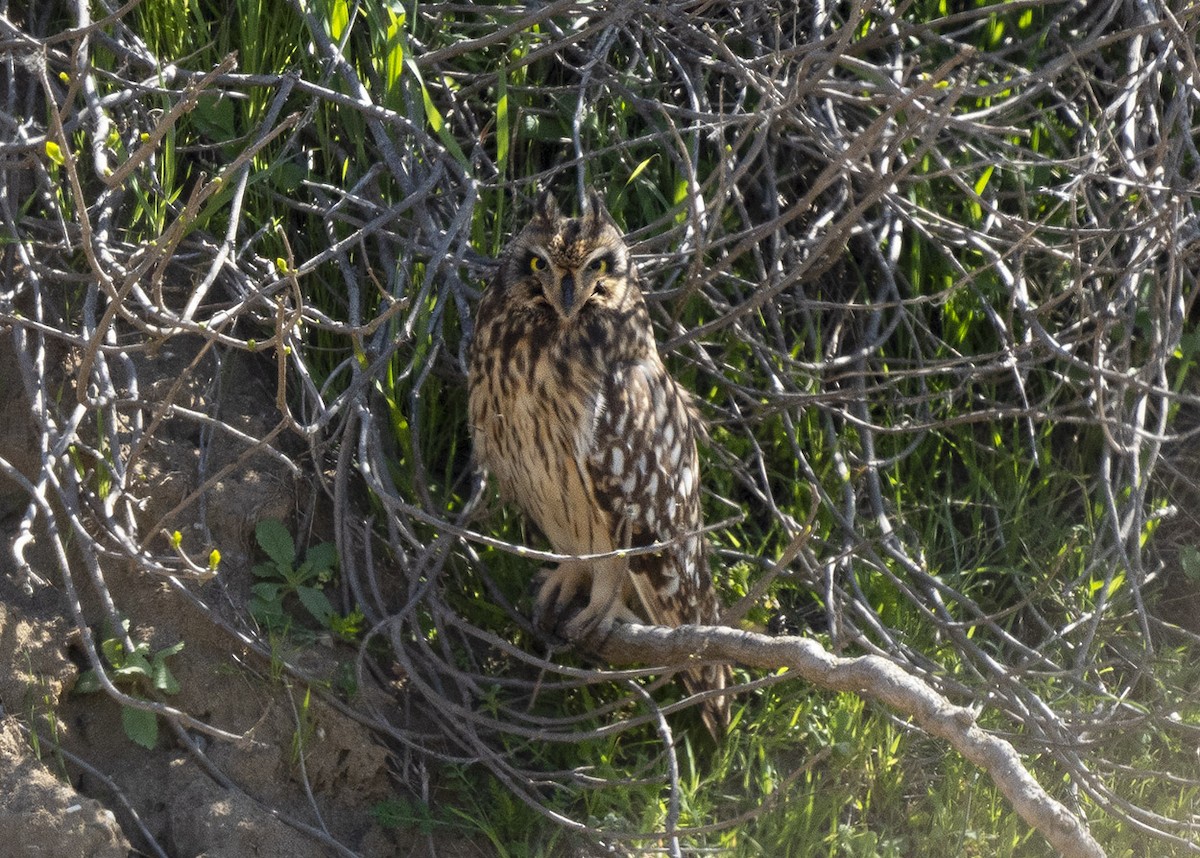 Short-eared Owl - ML320951651