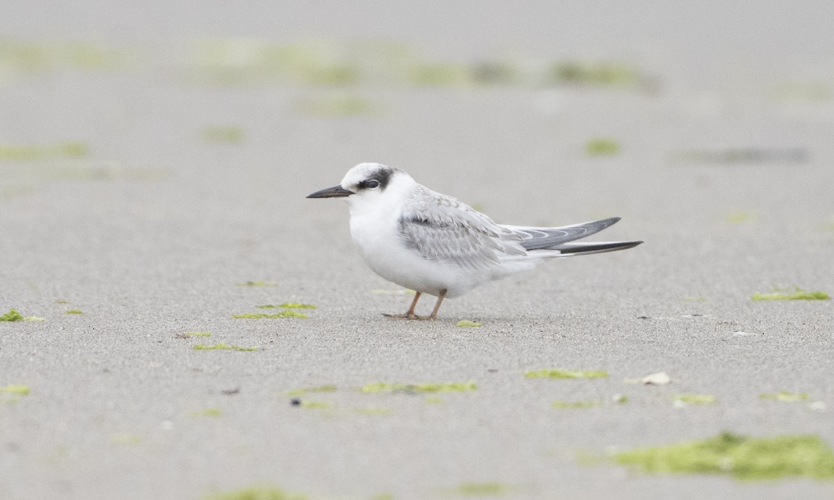 Least Tern - ML32095171