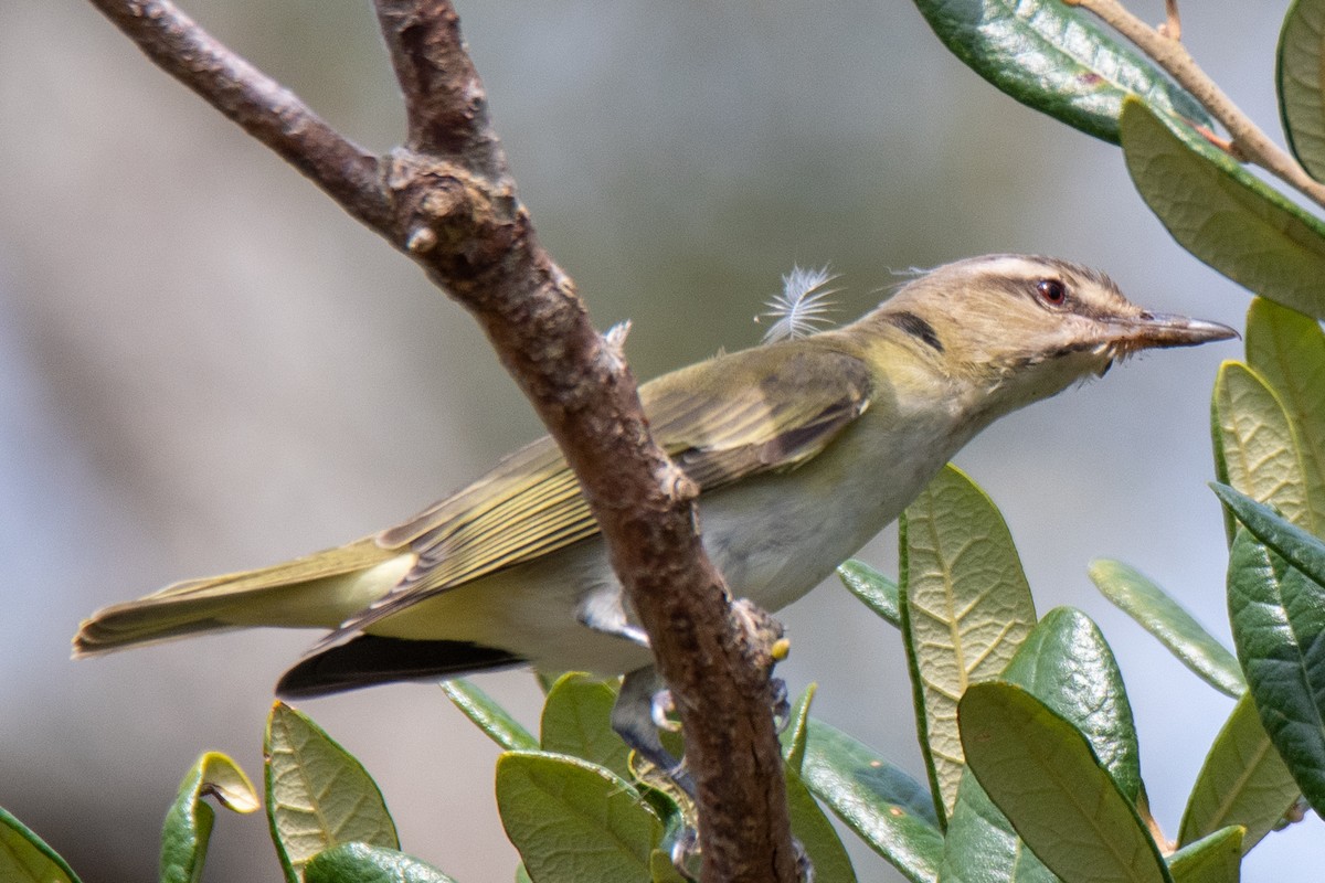 Vireo Bigotudo - ML320952091