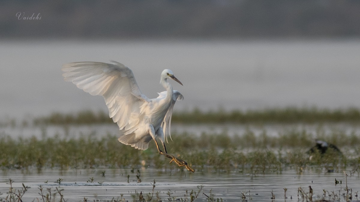 Little Egret - Vaidehi  Gunjal