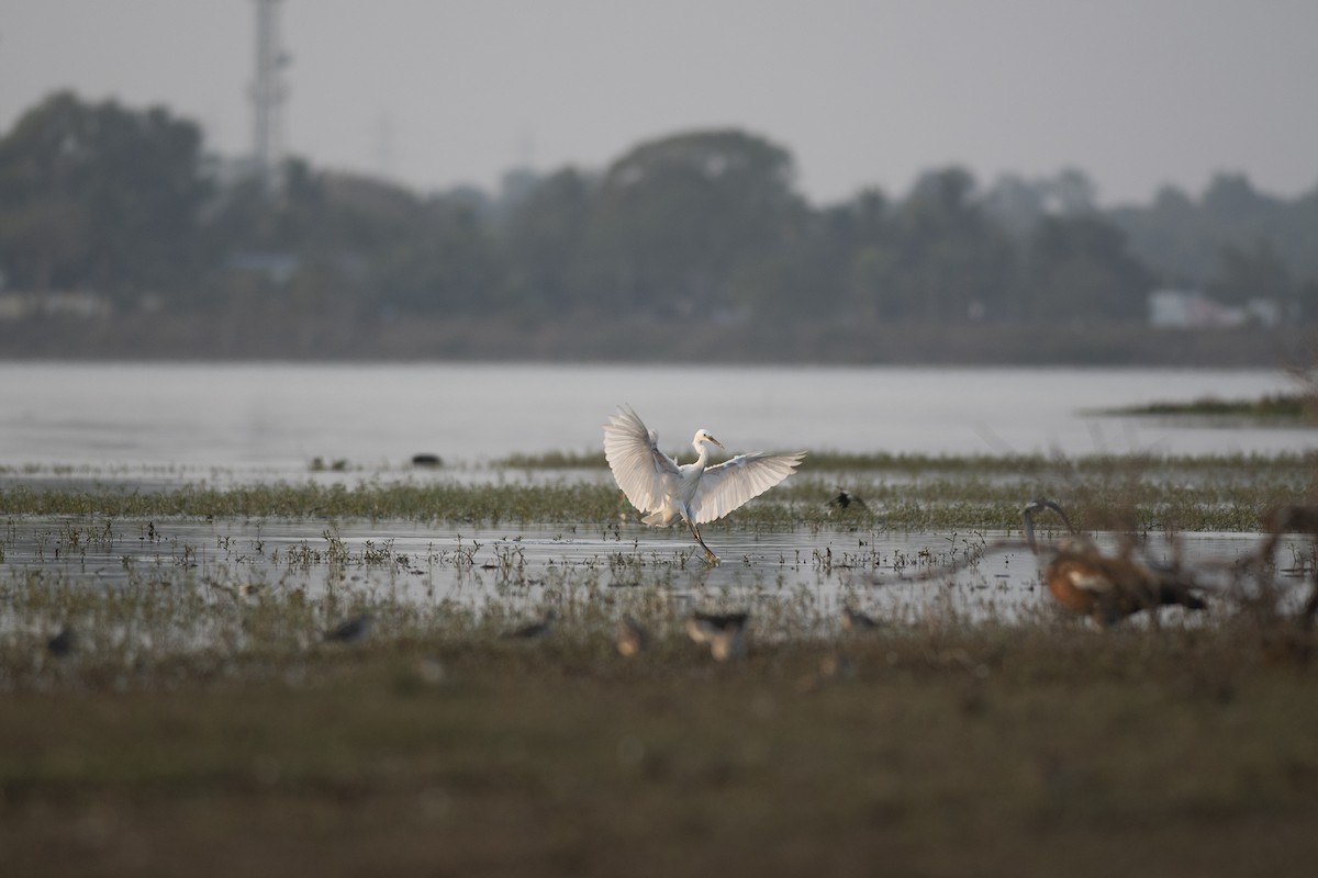 Little Egret - ML320953941