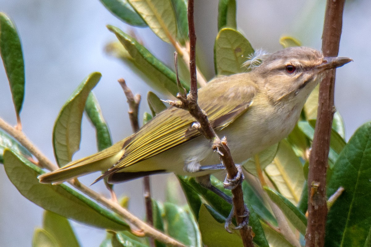 Black-whiskered Vireo - Perry Doggrell